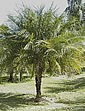 Palm seeds and seedlings, palm-tree